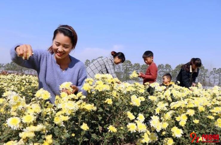 农村创业种植这种黄色小花，一年净赚十几万