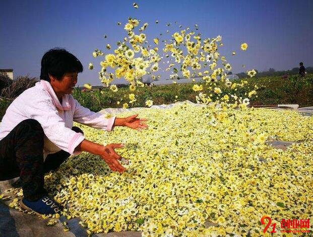 农村创业种植这种黄色小花，一年净赚十几万