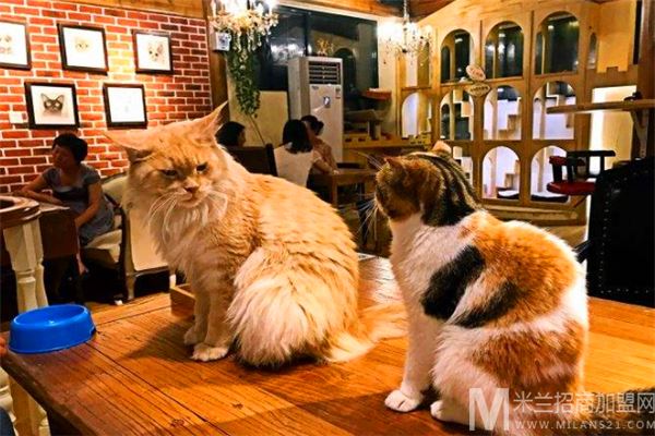 猫儿山猫主题休闲餐厅加盟