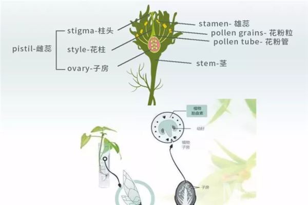 植物胎盘素护肤品加盟