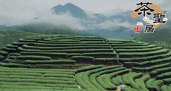 茶圣居茶叶